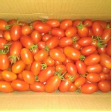 玉女(紅色)小蕃茄5斤一箱
