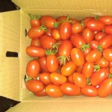 金瑩&玉女小蕃茄5斤一箱