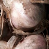 雲林 (半濕) 蒜頭 (嗆辣無比)一斤