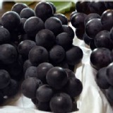 牛奶巨蜂葡萄(未套袋 ) 一箱 5斤重(採自然農法耕作)