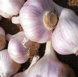 雲林莿桐(濕) 蒜頭 (大球 ) 國寶蒜