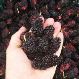 【老農手摘】天然野生桑葚果