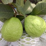 阿蓮區芭樂3斤一袋（依實際秤重收款）