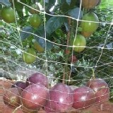 埔里大坪頂傳統吊網百香果(A級)一斤$75 依實際秤重收款