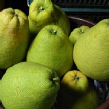 麻豆老欉紅柚 5斤塑膠袋裝 (非購買價另有家族價)