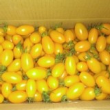 金瑩(黃色)小蕃茄5斤一箱
