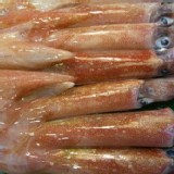 活凍現撈透抽15~20cm/尾 約4~5尾/斤(無包冰泡水單體活凍包裝)