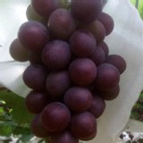 牛奶巨蜂葡萄(未套袋 ) 一箱 5斤重(採自然農法耕作)