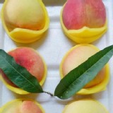 有機-梨山水蜜桃 6粒盒裝 單顆重7兩