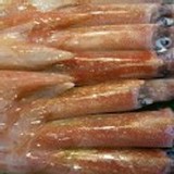 活凍現撈透抽20~25cm/尾 約2~3尾/斤(無包冰泡水單體活凍包裝)