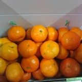 砂糖橘 全台唯一日本種 規格：禮盒裝◆(淨重3.5台斤)