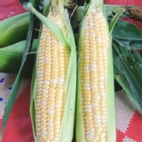 買六送一 有機雙色水果玉米~採自然農法耕作~爆甜又多汁