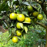 古坑老欉紅肉柳丁-自然農法契作 (5斤)