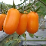 金瑩小蕃茄 5斤盒裝 (有機肥栽培) 原價$450