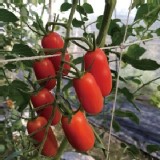 玉女小蕃茄 5斤 盒裝 (有機肥栽培) 原價$550