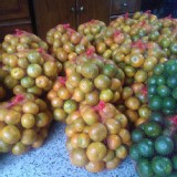 砂糖橘 (黃) + 砂糖蜜橘(綠) -無農藥-5斤 網裝