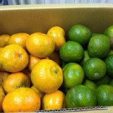 砂糖橘 (黃) + 砂糖蜜橘(綠) -無農藥-10斤 禮盒裝