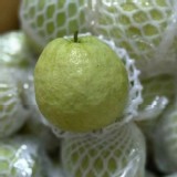 燕巢區-珍珠芭樂 5斤/袋