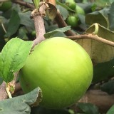 爆漿雪梨蜜棗 與團友對分禮盒裝 ( 大哥大級，5-7顆一斤 )