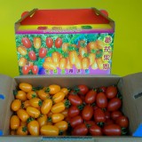 阿蓮區-夏珠 & 麗金 & 綜合 小蕃茄 3款 5斤禮盒裝 任選