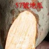 台農57號黃金甘藷-5斤 提袋裝