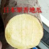 日本-紫皮栗子地瓜-1斤 提袋裝