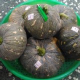 錢源南瓜 原價1斤$35 家族價$20 依實際秤收款