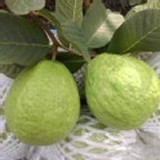 阿蓮區芭樂 (約近三斤)/提袋/ 當天現採~新鮮到貨