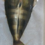 特選無頭花魚一夜干(225g/尾)