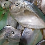 南美二去角鯧魚(2尾/400g/包)