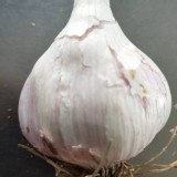 雲林(大中瓣) 半溼-蒜球 (香辣嗆無比)一斤裝