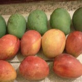 愛文3斤/袋 / 黑香2.5斤/袋 任選1袋100元