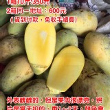 大崗山-NG金煌芒果（5斤提袋裝）3~4 粒