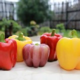 溫室無毒-紅/黃/紫/繽紛彩椒5入一包