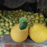 正麻豆老欉紅柚 5斤塑膠袋裝（3-5粒）