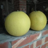 正宗麻豆區-20年以上老欉-白柚 （大顆）（小顆）任選 依實際秤重收款。