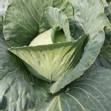 高麗菜（2.5~3斤）/顆