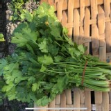 有機-香菜(芫荽)150g 一盒