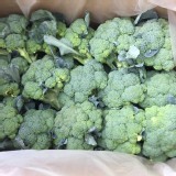 有機-綠花椰菜 兩顆一袋 (一顆約500g+-10g)