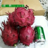 （大紅）火龍果 / 五斤袋裝 6顆