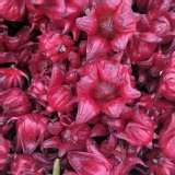 有機-新鮮洛神花（有籽）2斤/袋