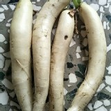 無毒-白玉蘿蔔4條/袋 約2斤