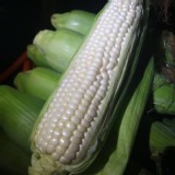 白龍王牛奶玉米（可生吃） 一包3斤（5-6支）