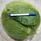 有機-（ 整顆 ）高麗菜1斤$25 約3~4斤重（依實際秤收款