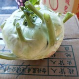 有機-大頭菜/約2.5斤/顆