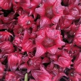 有機-新鮮洛神花（有籽）3斤/袋