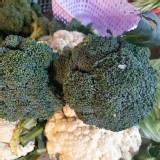 有機-綠花椰菜 兩顆一袋 (一顆約350g+-10g)