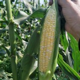 有機-雙色水果玉米-3斤提袋裝