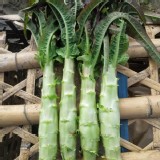 有機-A菜心（2根一袋）