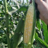 有機-雙色水果玉米-5支 /袋